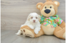 Fluffy Havapoo Poodle Mix Pup