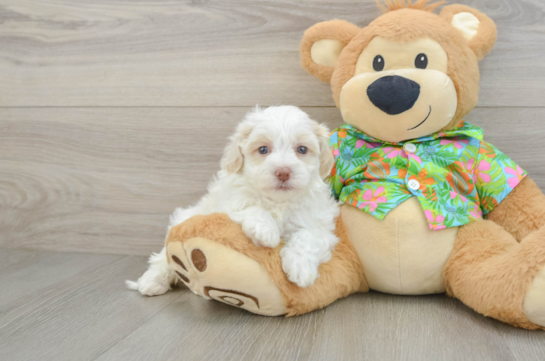 Fluffy Havapoo Poodle Mix Pup