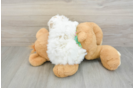 Fluffy Havapoo Poodle Mix Pup
