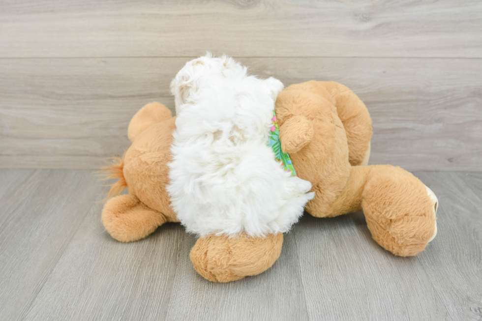 Fluffy Havapoo Poodle Mix Pup