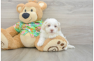 Funny Havapoo Poodle Mix Pup