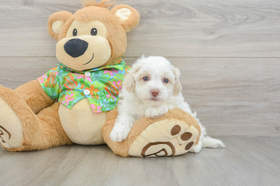 Funny Havapoo Poodle Mix Pup