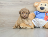 8 week old Havapoo Puppy For Sale - Seaside Pups