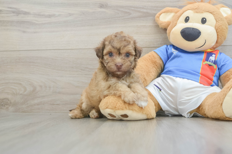 5 week old Havapoo Puppy For Sale - Seaside Pups