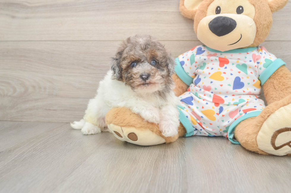 5 week old Havapoo Puppy For Sale - Seaside Pups