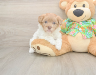 7 week old Havapoo Puppy For Sale - Seaside Pups