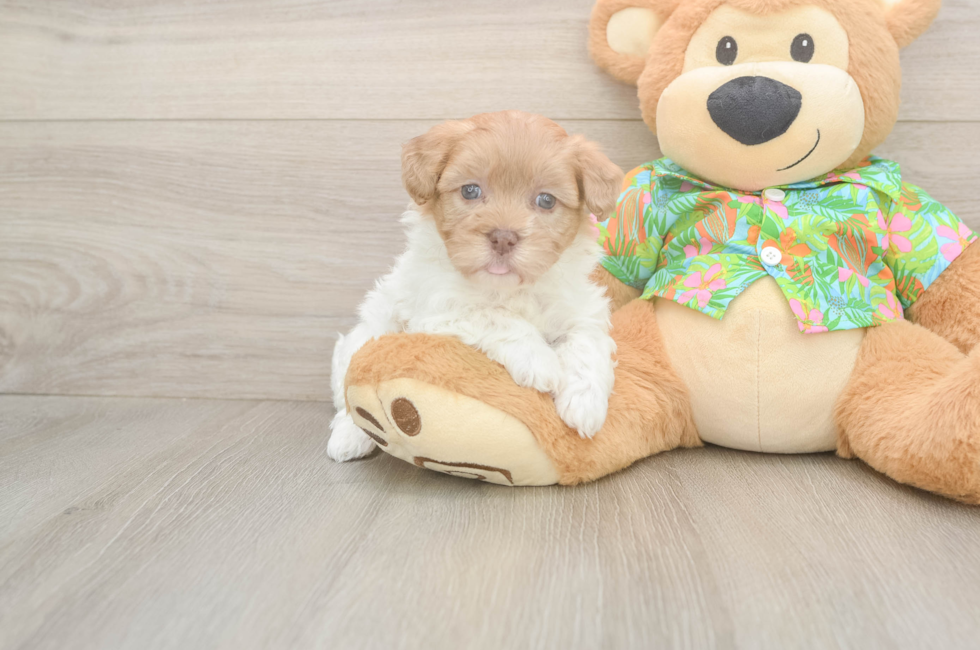 5 week old Havapoo Puppy For Sale - Seaside Pups