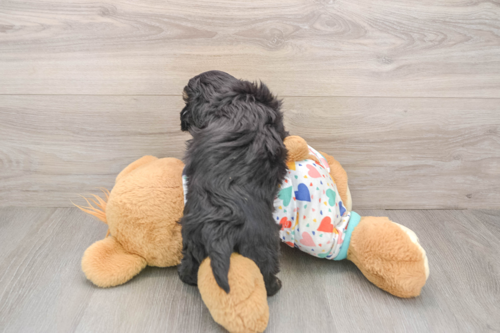 Friendly Havapoo Baby