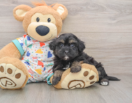 7 week old Havapoo Puppy For Sale - Seaside Pups