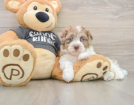 9 week old Havapoo Puppy For Sale - Seaside Pups