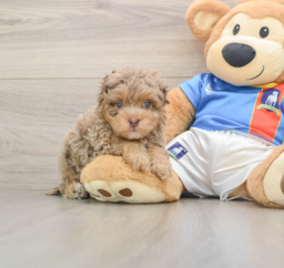 5 week old Havapoo Puppy For Sale - Seaside Pups