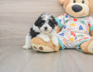 7 week old Havapoo Puppy For Sale - Seaside Pups