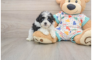Havapoo Pup Being Cute