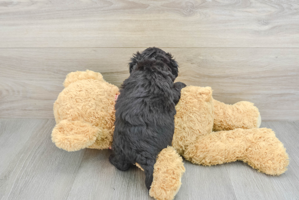 Havapoo Pup Being Cute