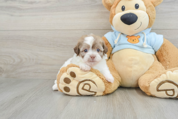 Small Havapoo Baby