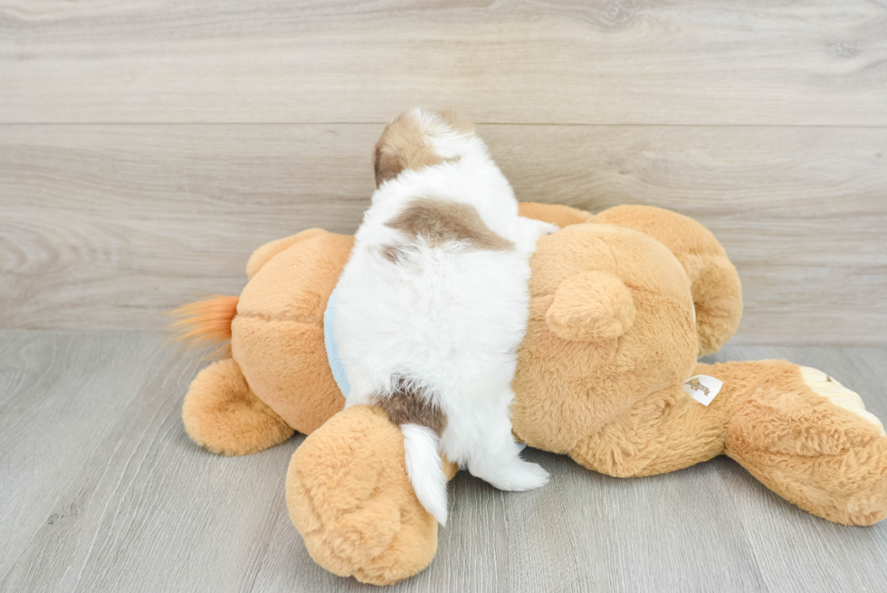 Smart Havapoo Poodle Mix Pup