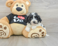 7 week old Havapoo Puppy For Sale - Seaside Pups