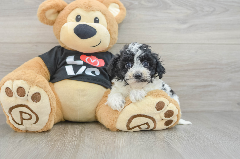 6 week old Havapoo Puppy For Sale - Seaside Pups