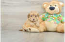Popular Havapoo Poodle Mix Pup