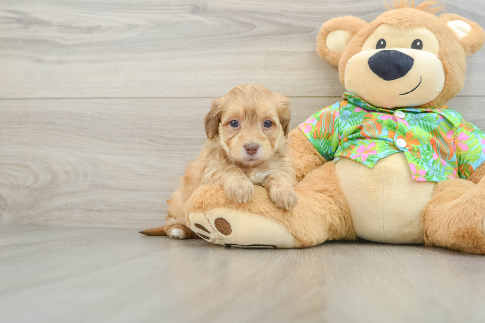 Popular Havapoo Poodle Mix Pup
