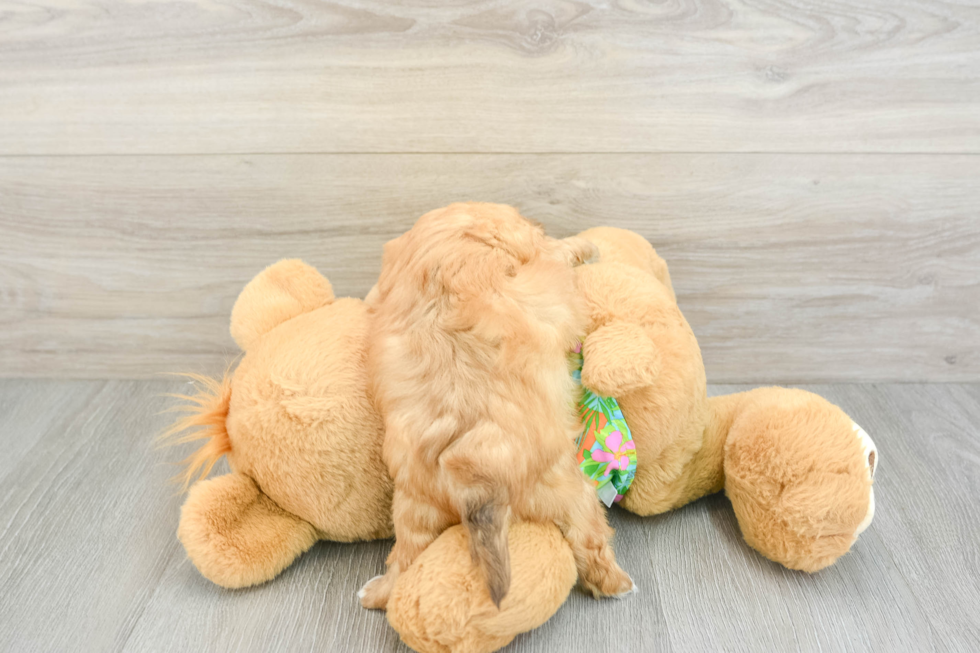 Havapoo Pup Being Cute