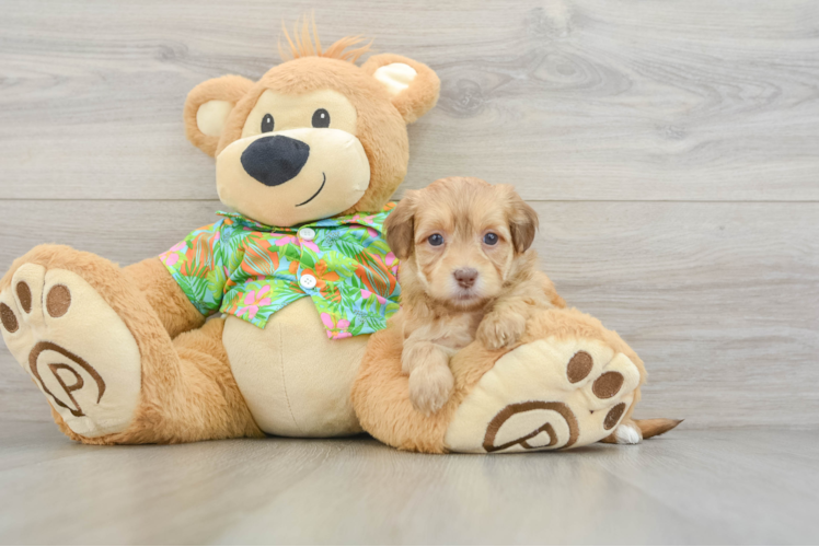 Havapoo Puppy for Adoption