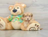 6 week old Havapoo Puppy For Sale - Seaside Pups