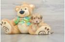 Havapoo Puppy for Adoption