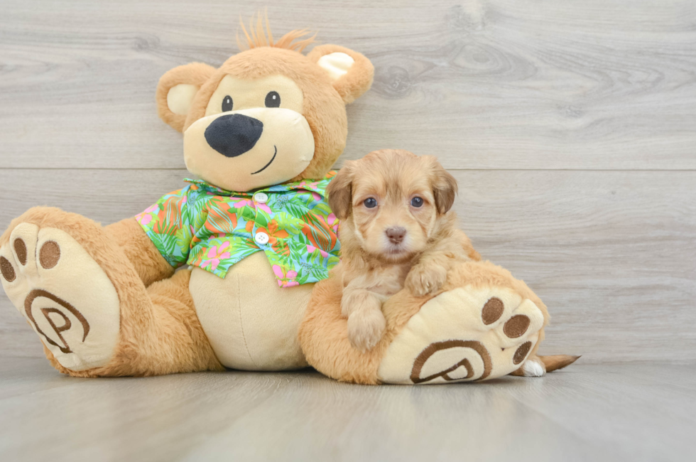 5 week old Havapoo Puppy For Sale - Seaside Pups