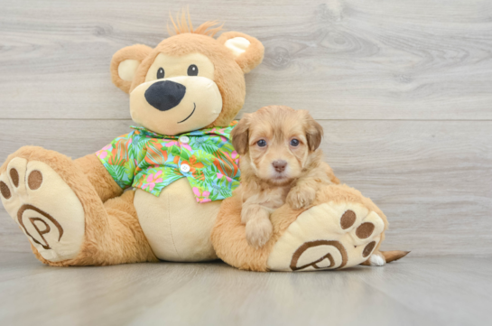 Havapoo Puppy for Adoption