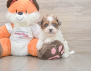 7 week old Havapoo Puppy For Sale - Seaside Pups