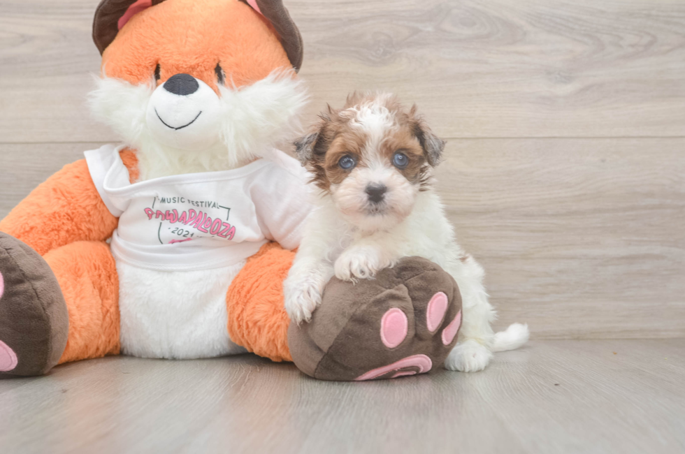 5 week old Havapoo Puppy For Sale - Seaside Pups