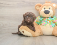 8 week old Havapoo Puppy For Sale - Seaside Pups