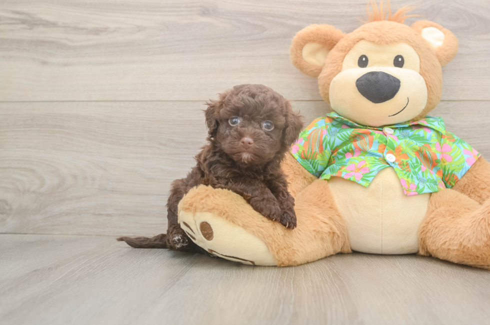 5 week old Havapoo Puppy For Sale - Seaside Pups