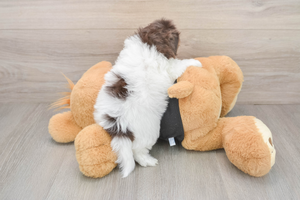 Havapoo Puppy for Adoption