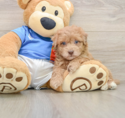 5 week old Havapoo Puppy For Sale - Seaside Pups