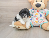 7 week old Havapoo Puppy For Sale - Seaside Pups