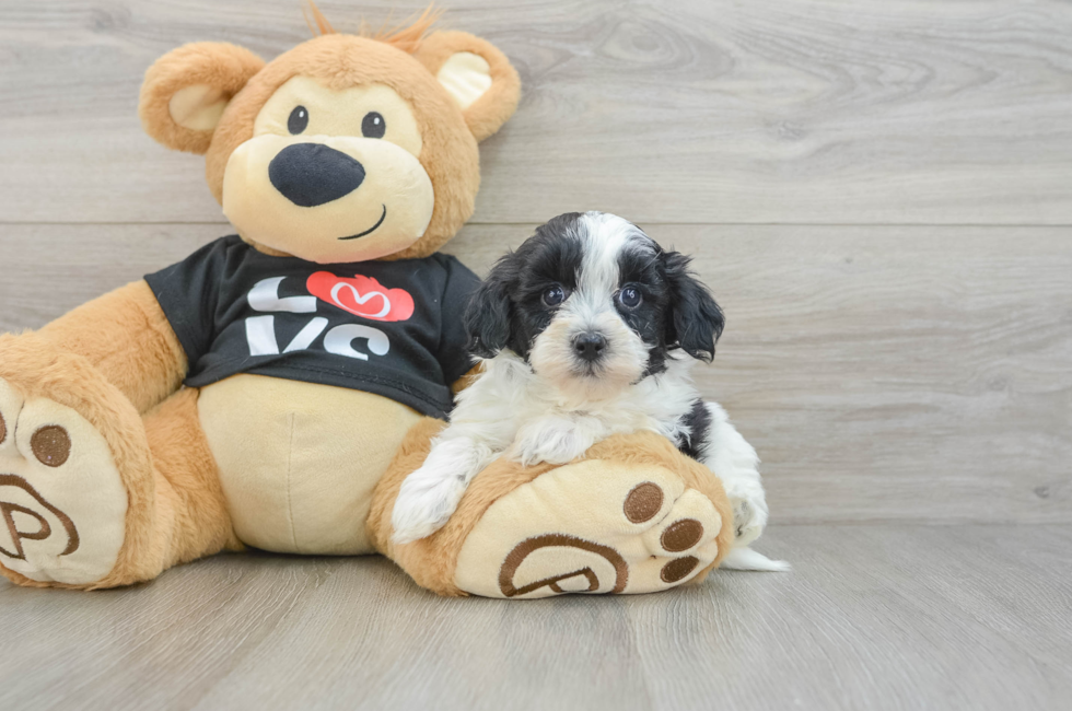 6 week old Havapoo Puppy For Sale - Seaside Pups