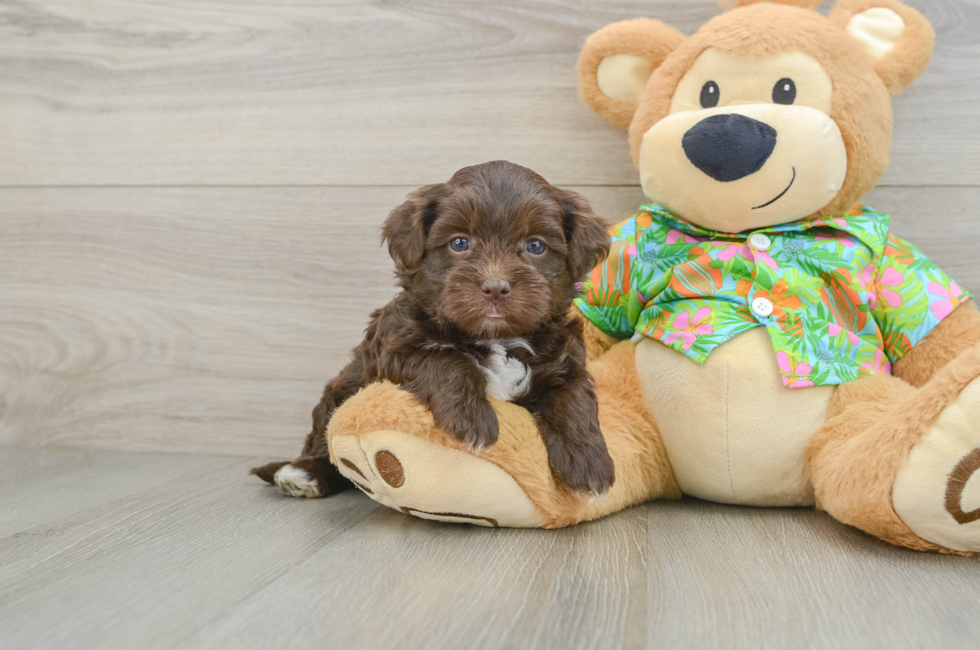 5 week old Havapoo Puppy For Sale - Seaside Pups