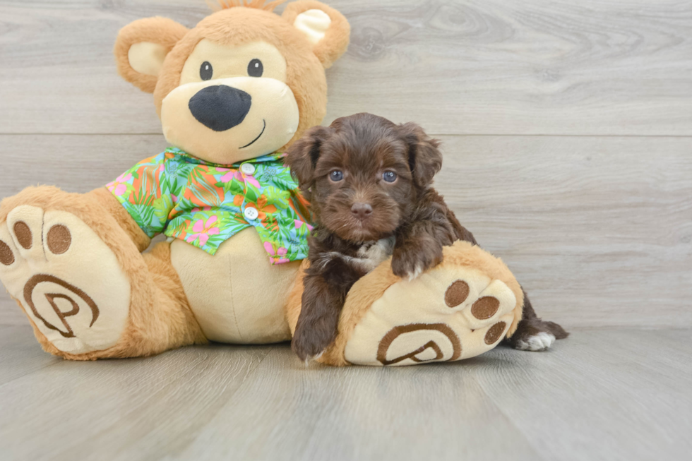 Havapoo Puppy for Adoption