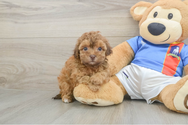 Havapoo Puppy for Adoption
