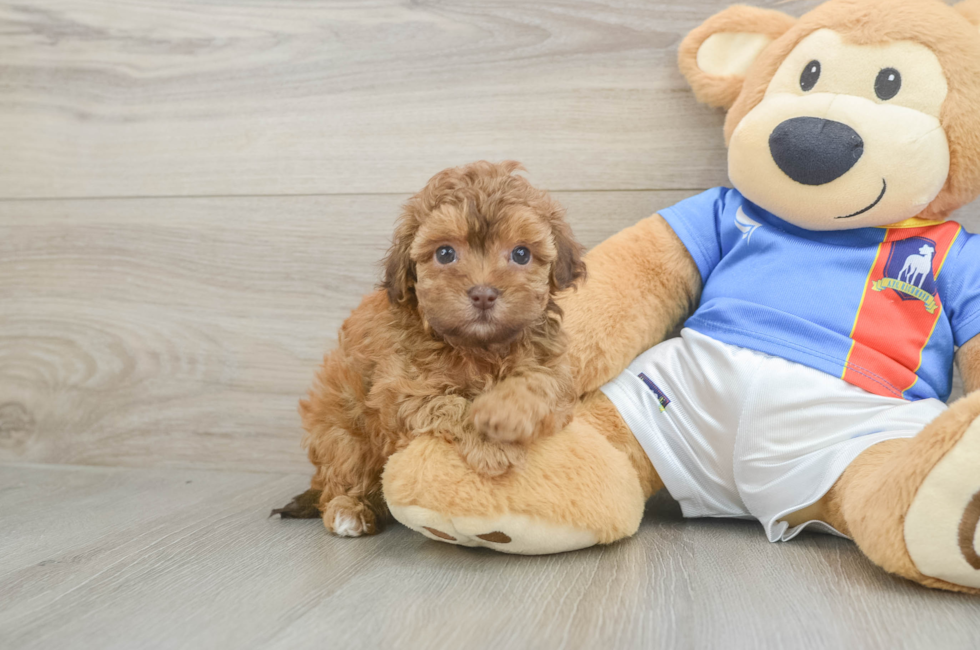 5 week old Havapoo Puppy For Sale - Seaside Pups