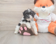 8 week old Havapoo Puppy For Sale - Seaside Pups
