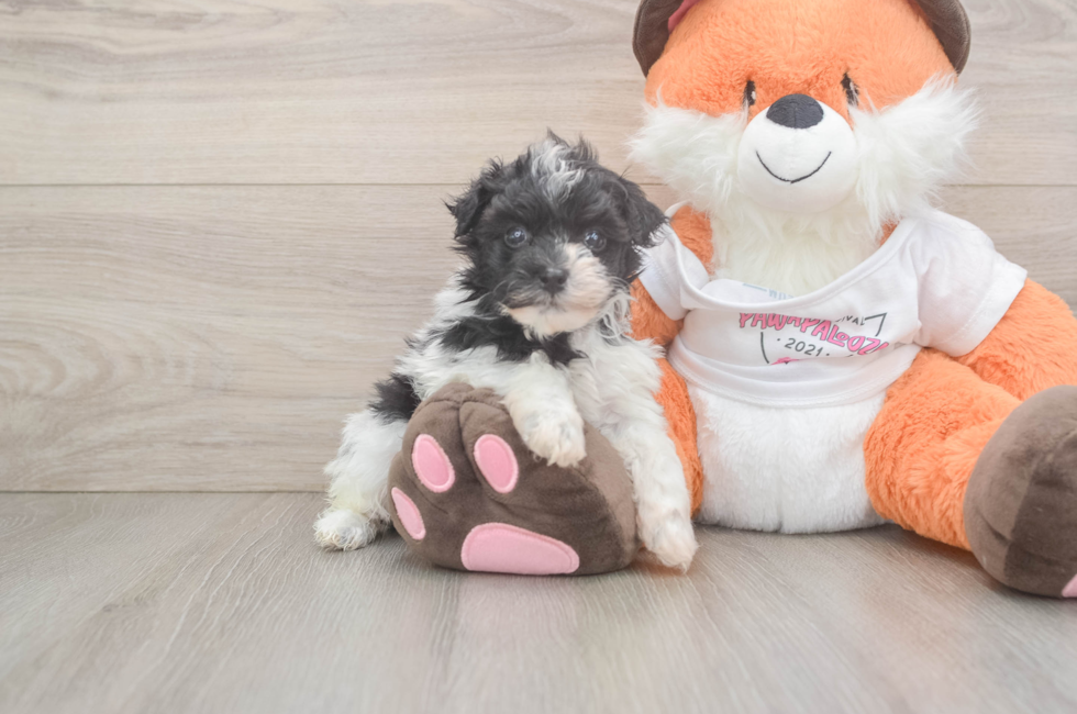 5 week old Havapoo Puppy For Sale - Seaside Pups