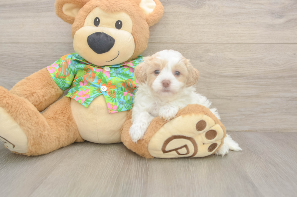 5 week old Havapoo Puppy For Sale - Seaside Pups