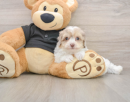 7 week old Havapoo Puppy For Sale - Seaside Pups