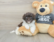 7 week old Havapoo Puppy For Sale - Seaside Pups