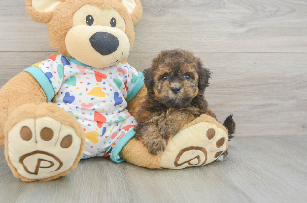 6 week old Havapoo Puppy For Sale - Seaside Pups