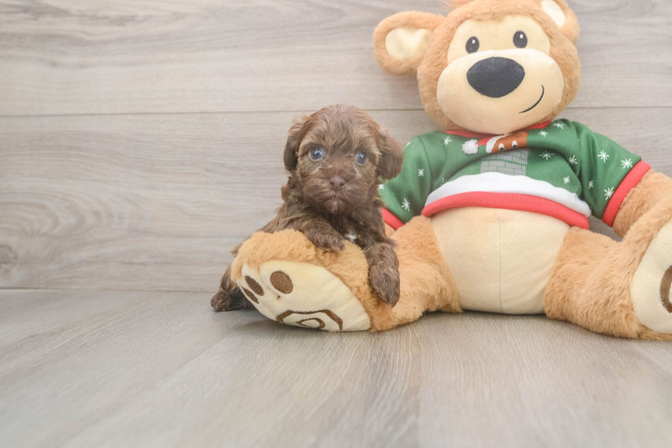 Friendly Havapoo Baby