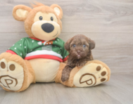 6 week old Havapoo Puppy For Sale - Seaside Pups